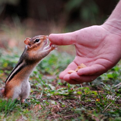 How Content Drives Brand-Trust